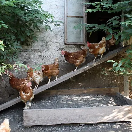 Farm stay Herzoghof Leogang