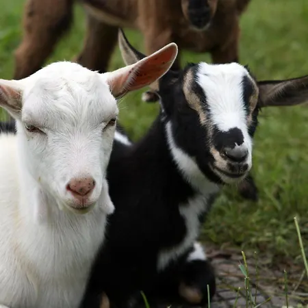 Çiftlik konaklama Herzoghof