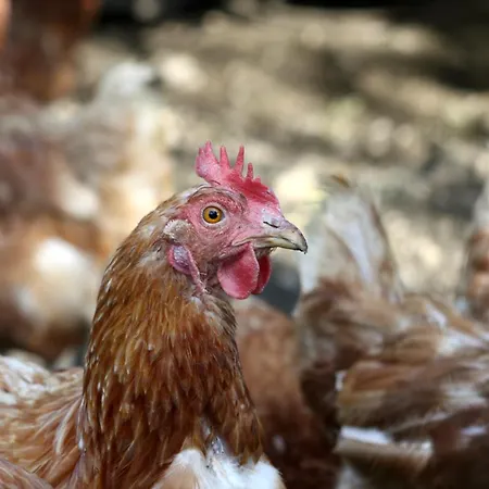 Herzoghof Çiftlik konaklama *